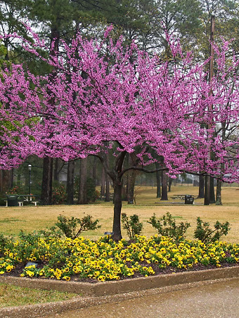 Forest Pansy Redbud