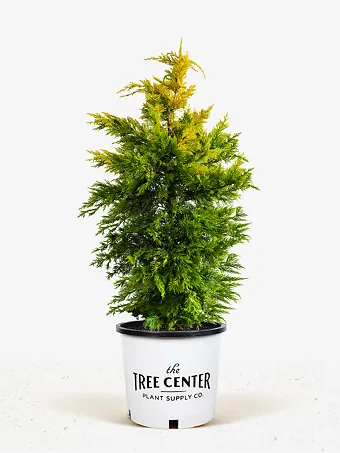 Gold Rider Leyland Cypress