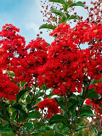 Miss Francis Crape Myrtle