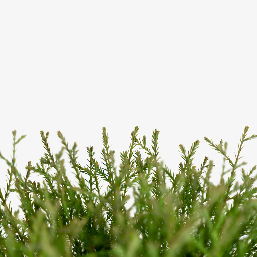 Mr. Bowling Ball Arborvitae Shrubs For Sale The Tree Center