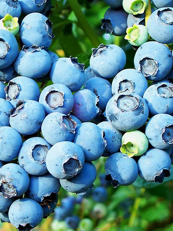 Powder Blue Blueberry Bush
