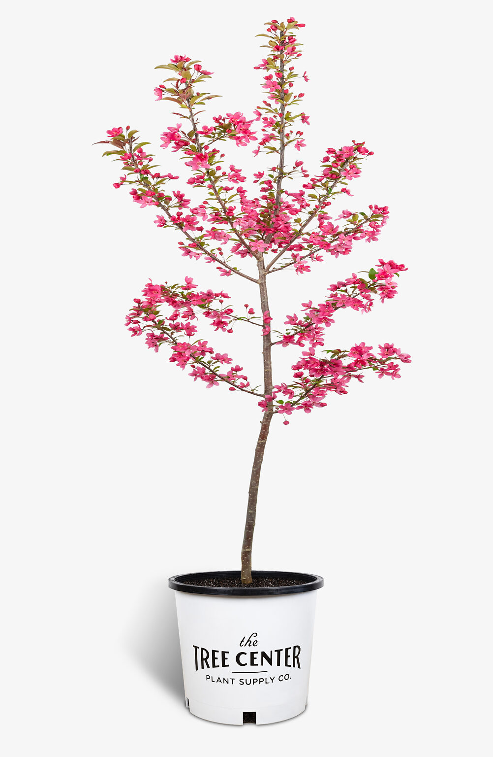 Buy Prairie Fire Crab Apple Trees Online The Tree Center