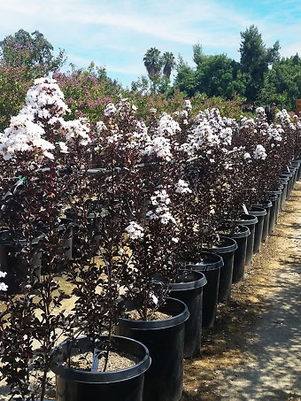 Pure White Black Diamond Crape Myrtle