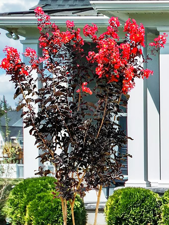 Red Hot Black Diamond Crape Myrtle