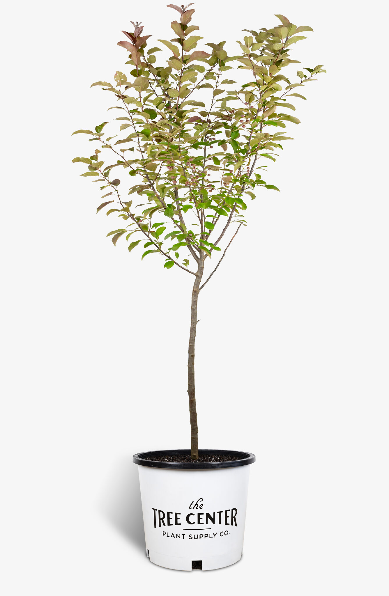 robinson crabapple malus