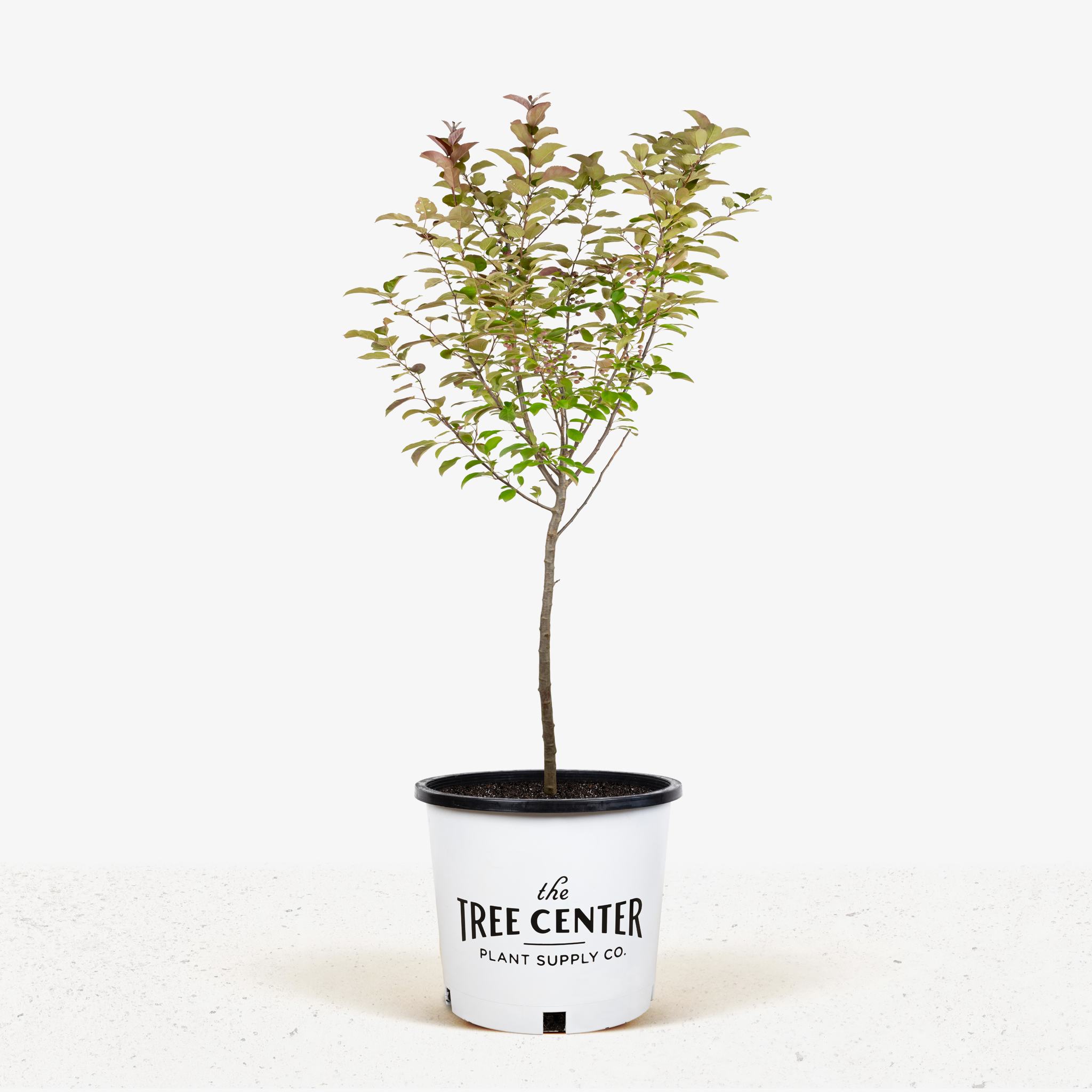 Buy Robinson Crab Apple Trees Online The Tree Center