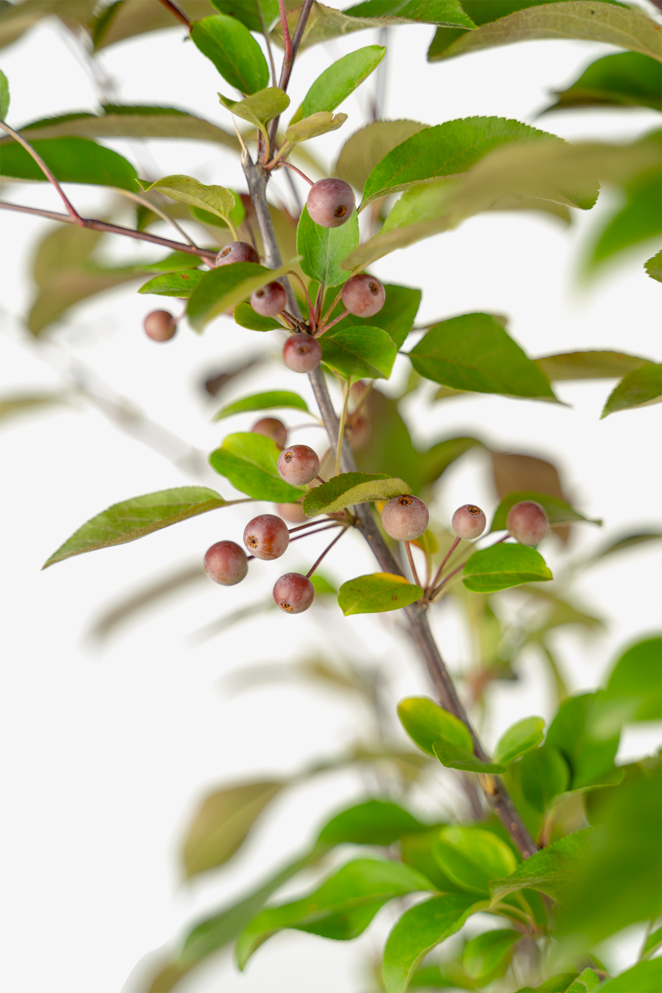 robinson crabapple