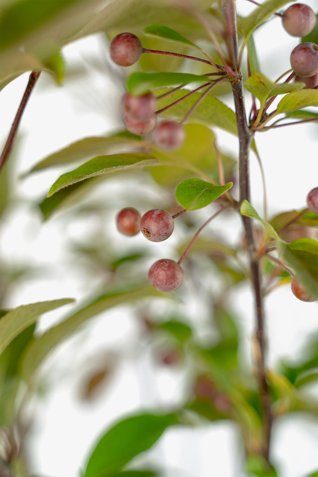 crabapple