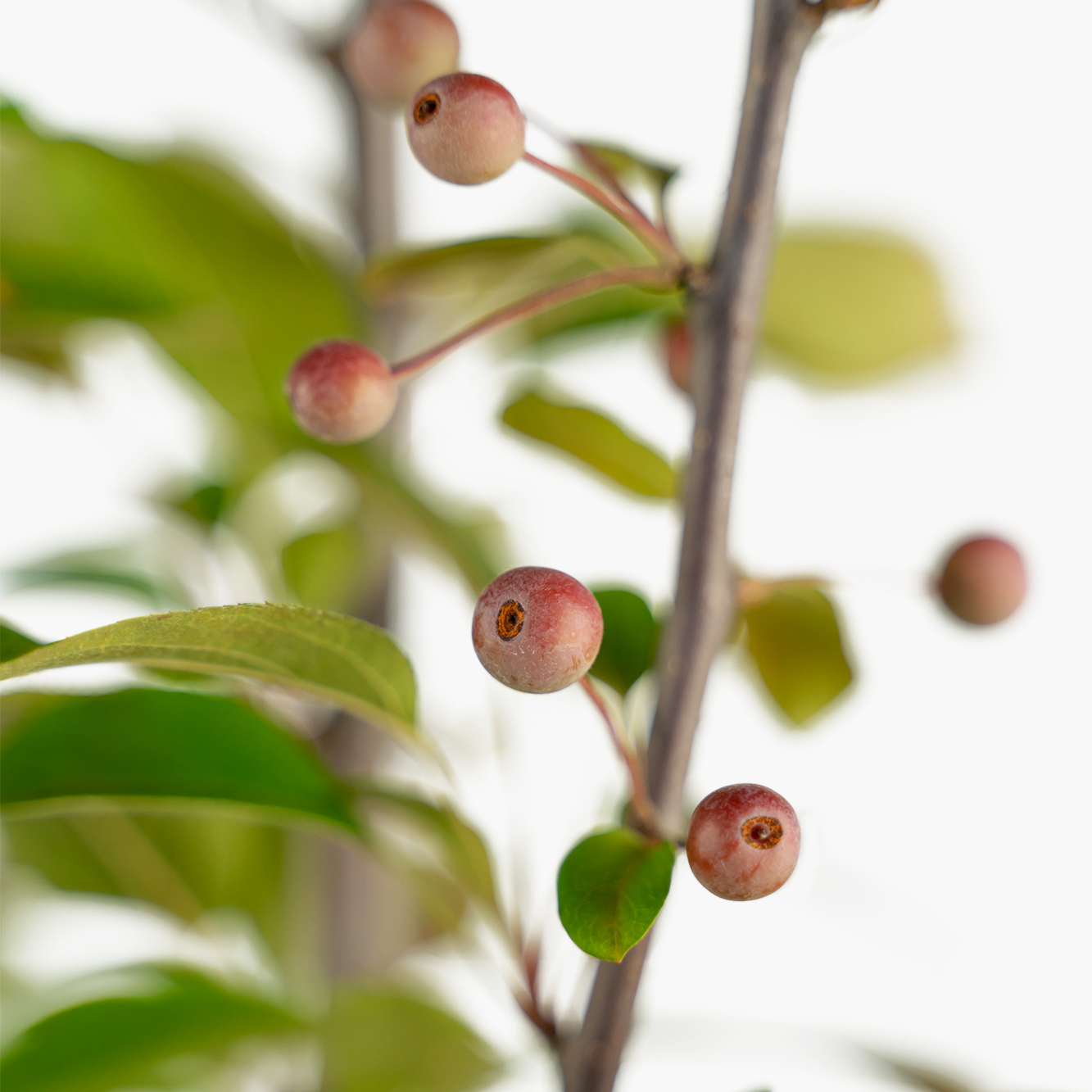 Buy Robinson Crab Apple Trees Online | The Tree Center