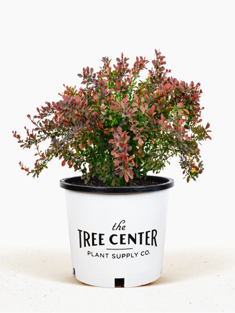 Royal Burgundy Barberry