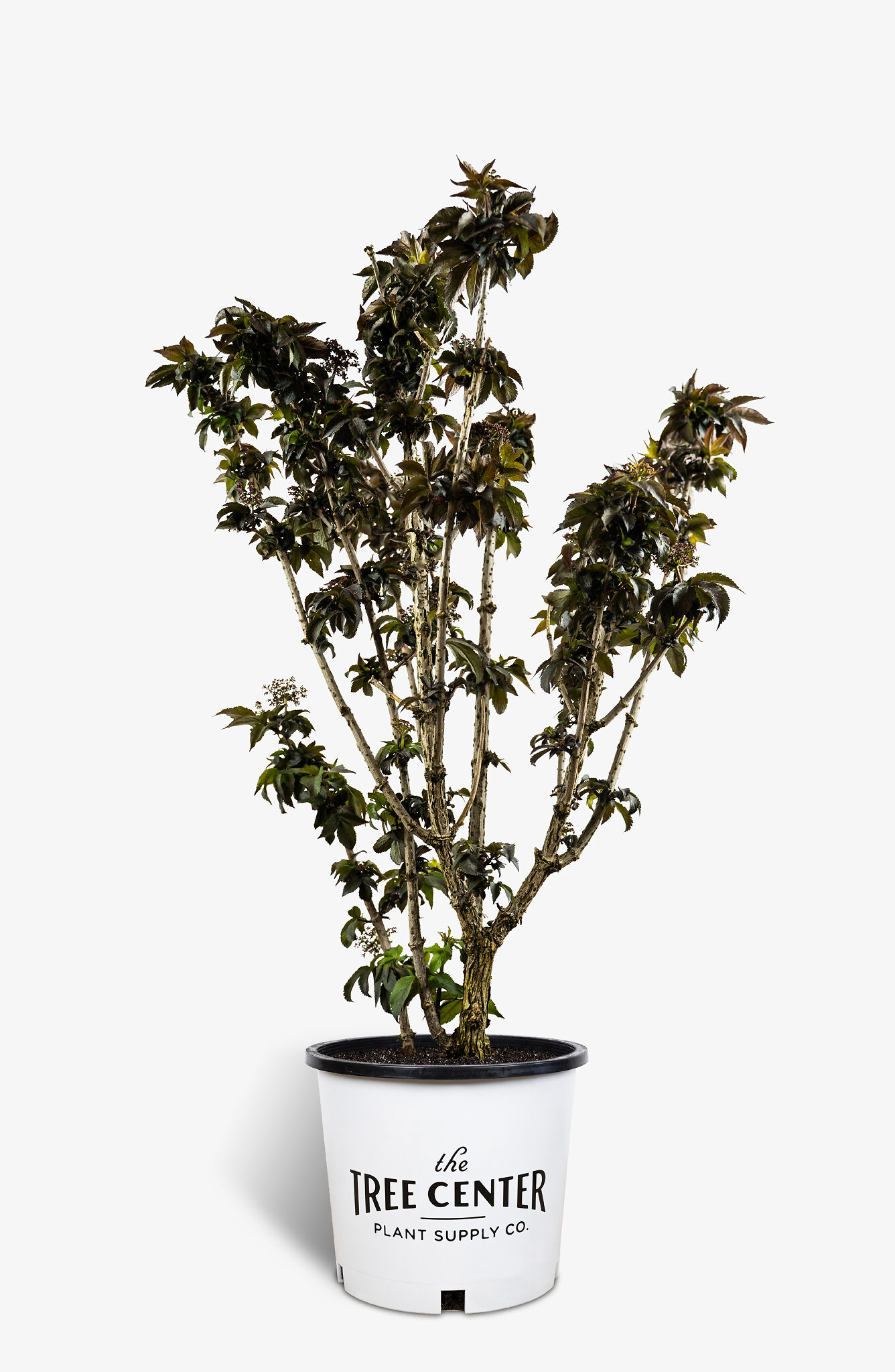 Black Tower Elderberry Shrubs For Sale Online The Tree Center