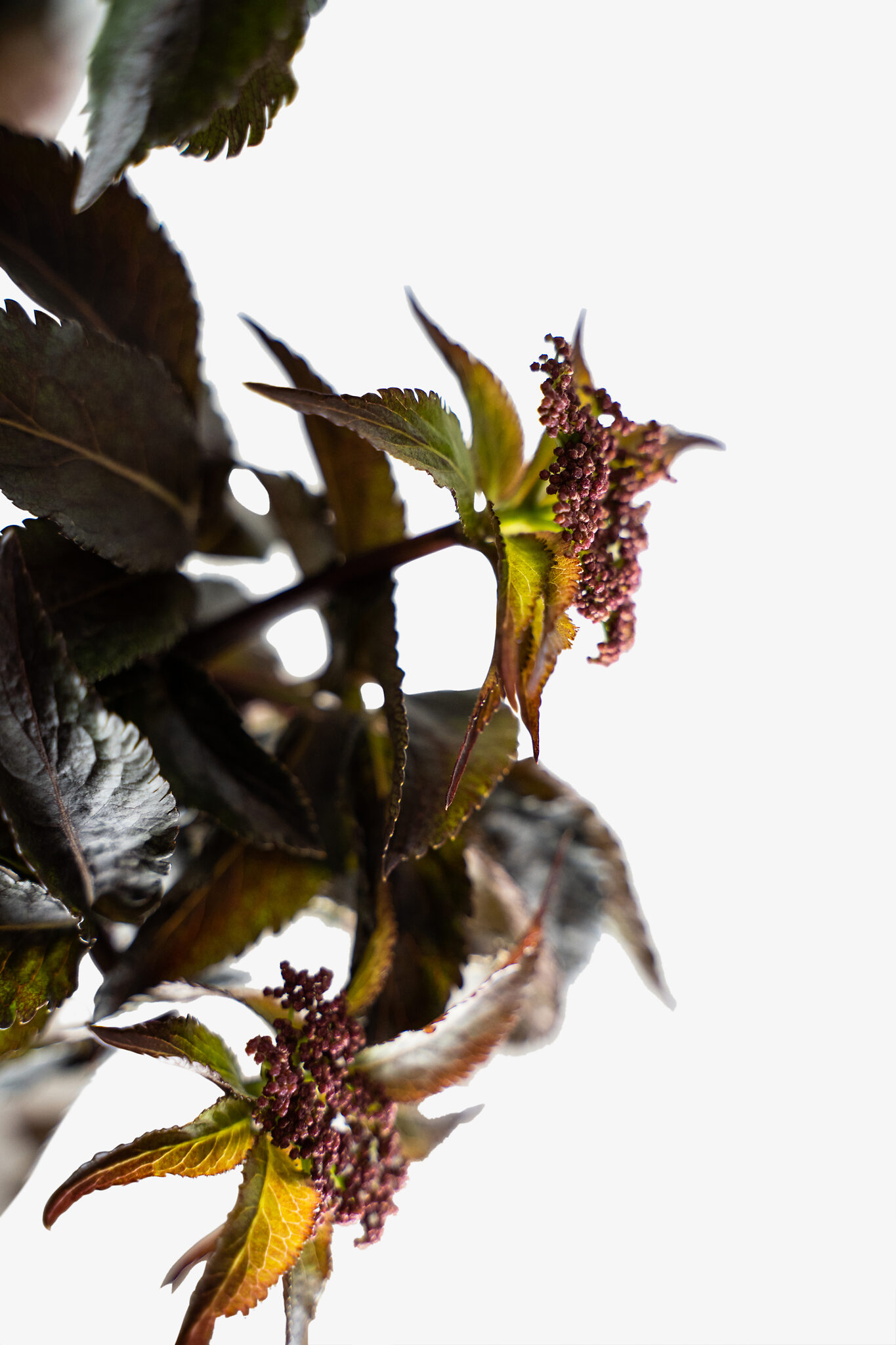 Black Tower Elderberry Shrubs For Sale Online | The Tree ...