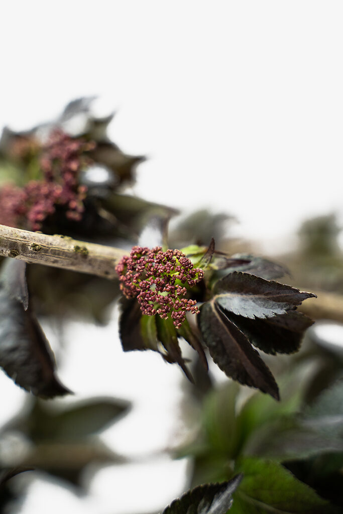 Black Tower Elderberry Shrubs For Sale Online The Tree Center