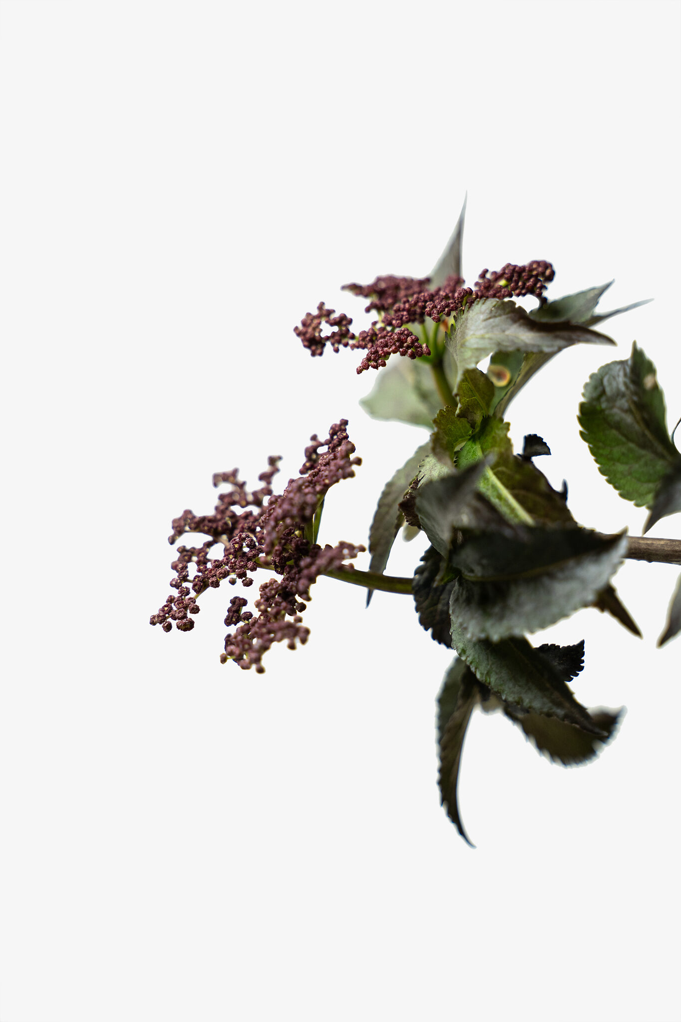 Black Tower Elderberry Shrubs For Sale Online The Tree Center