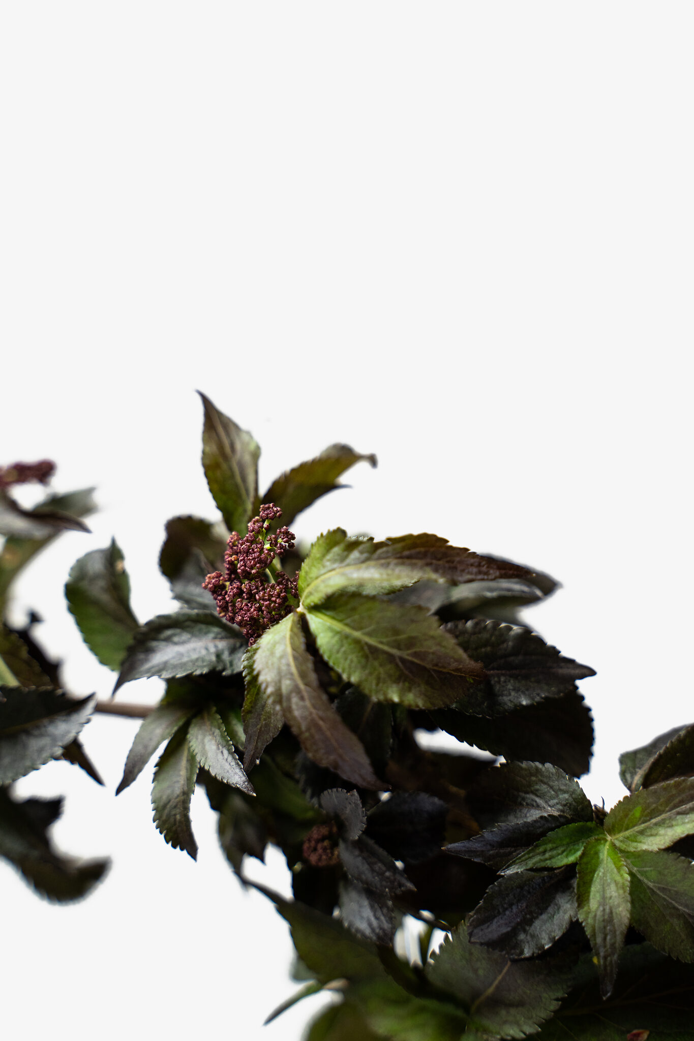 Black Tower Elderberry Shrubs For Sale Online The Tree Black Tower Elderberry Shrubs For Sale Online The Tree