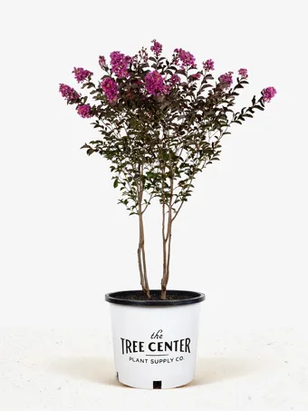 Shell Pink Black Diamond Crape Myrtle