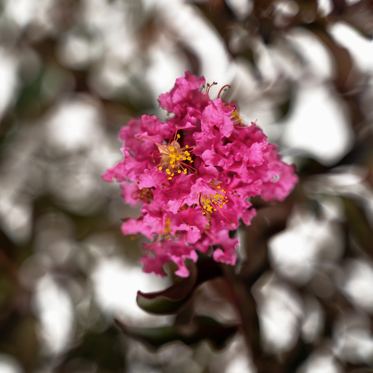 Shell Pink Black Diamond Crape Myrtles For Sale The Tree Center