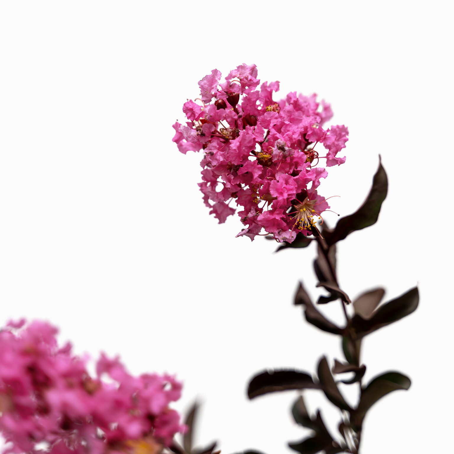 Shell Pink Black Diamond Crape Myrtles For Sale The Tree Center