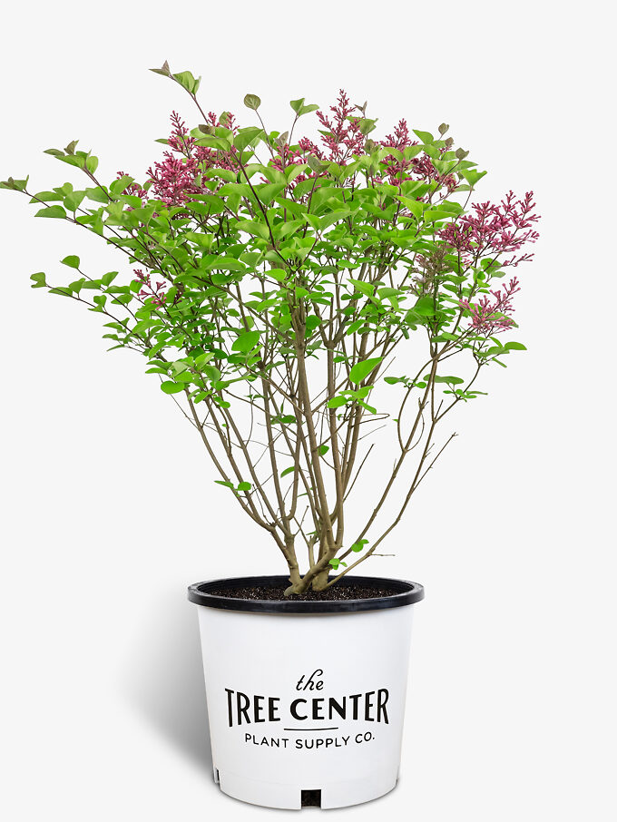 Lilac Bushes For Sale Buy Lilacs Online The Tree Center