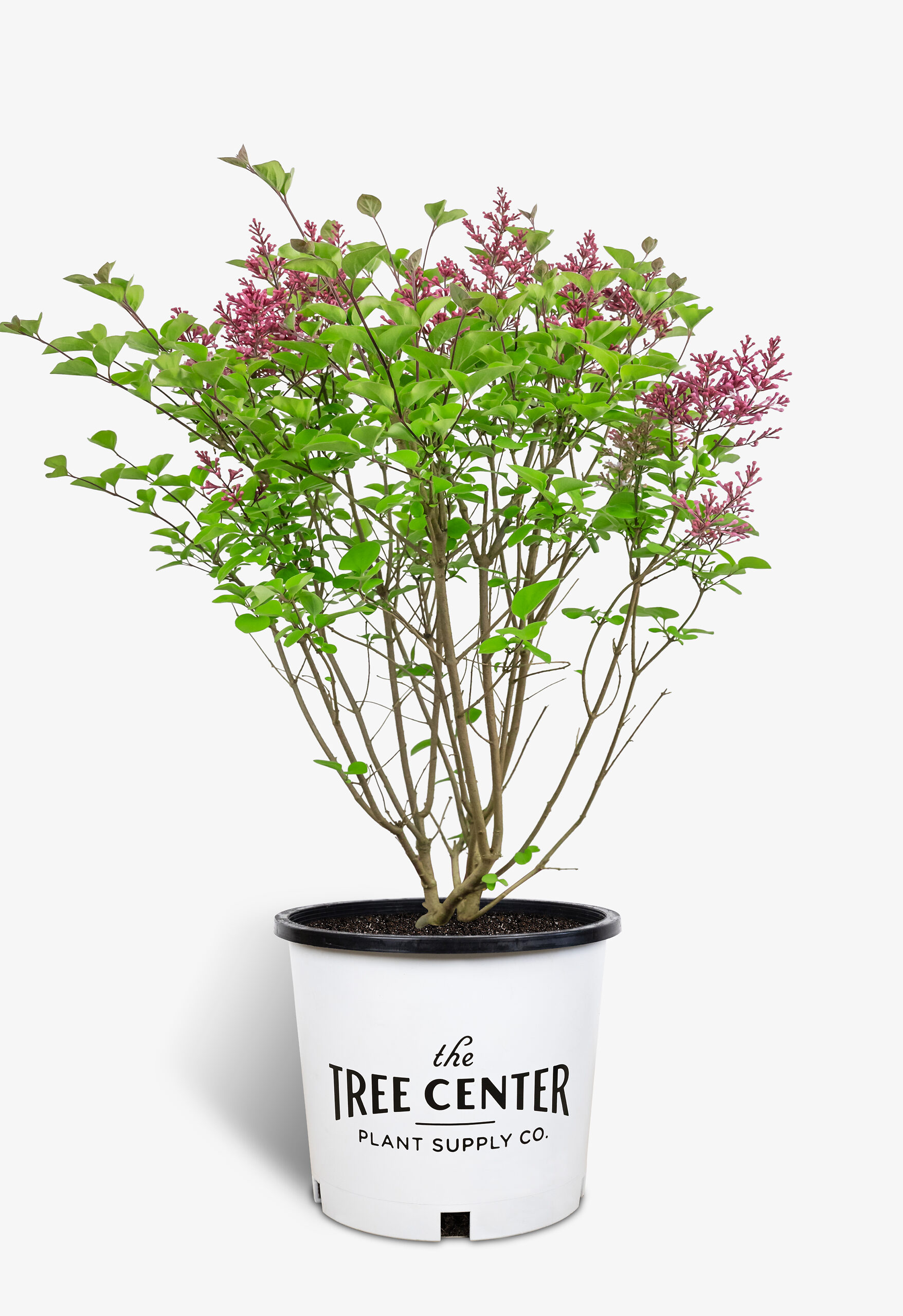 Tinkerbelle Lilac Bushes For Sale | The Tree Center
