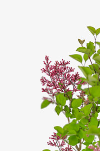 Tinkerbelle Lilac Bushes For Sale | The Tree Center