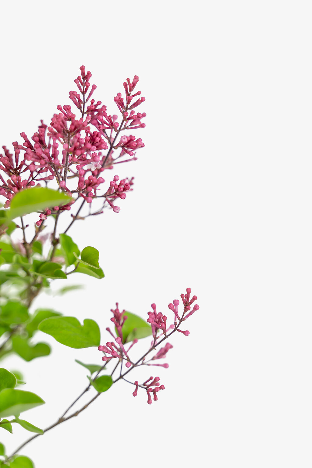 Tinkerbelle Lilac Bushes For Sale | The Tree Center