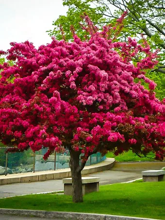 Prairie Fire Crabapple Tree