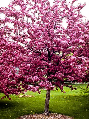 Robinson Crabapple Tree