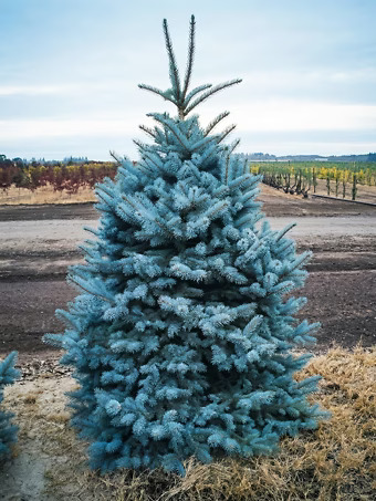 Baker's Blue Colorado Spruce