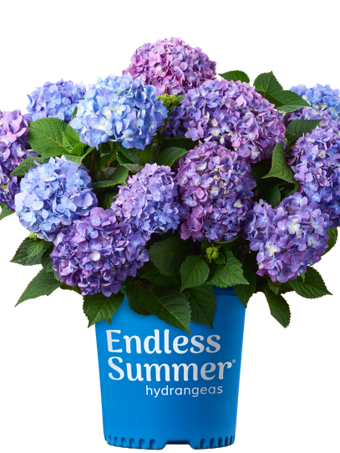 Bloomstruck® Hydrangea