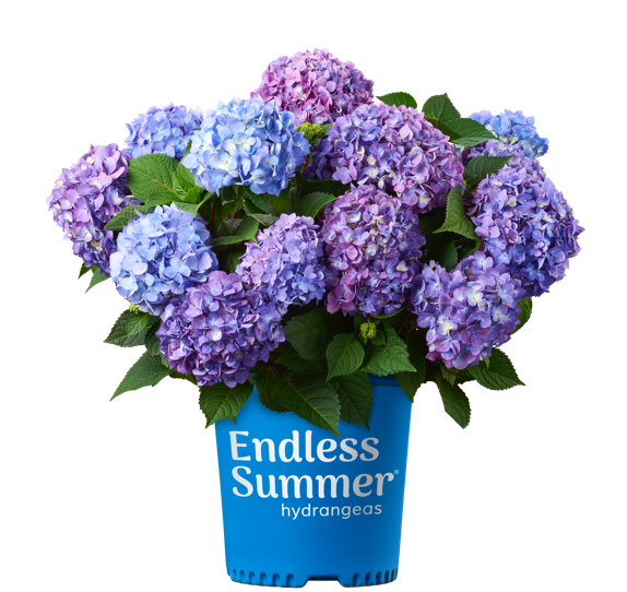 Image of Endless Summer Hydrangea in a Woodland Setting