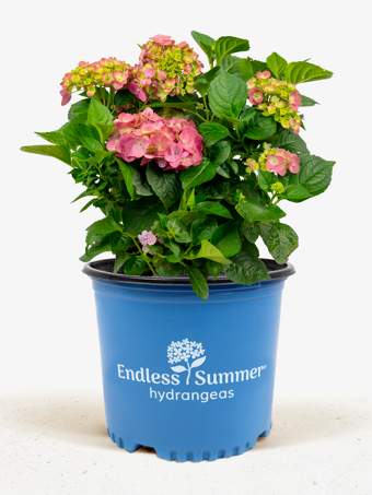 Bloomstruck® Hydrangea