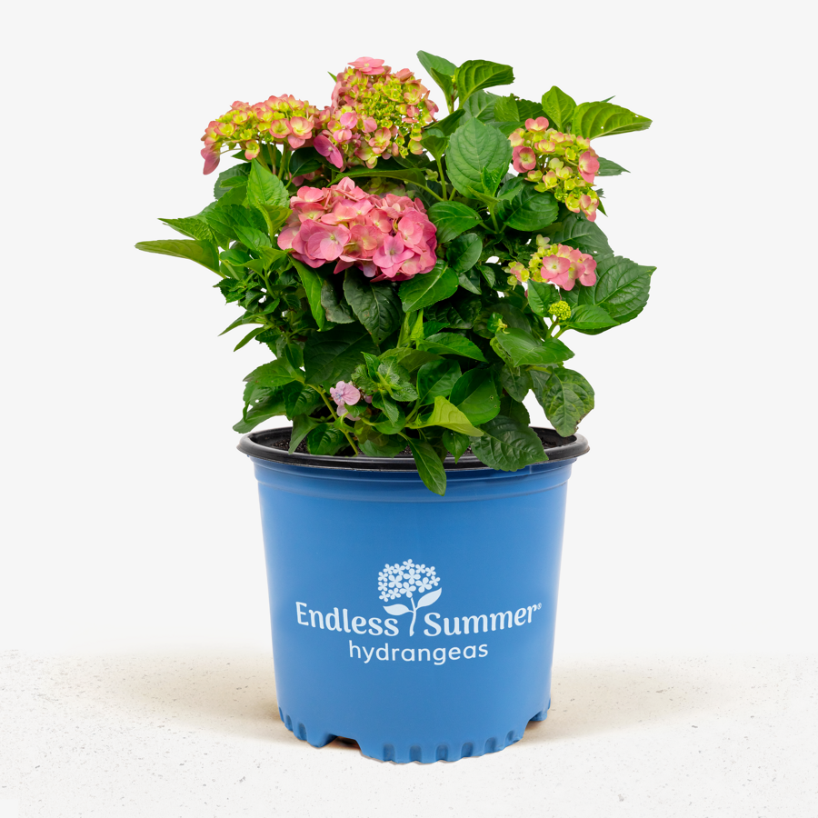 Bloomstruck Hydrangeas For Sale Online The Tree Center