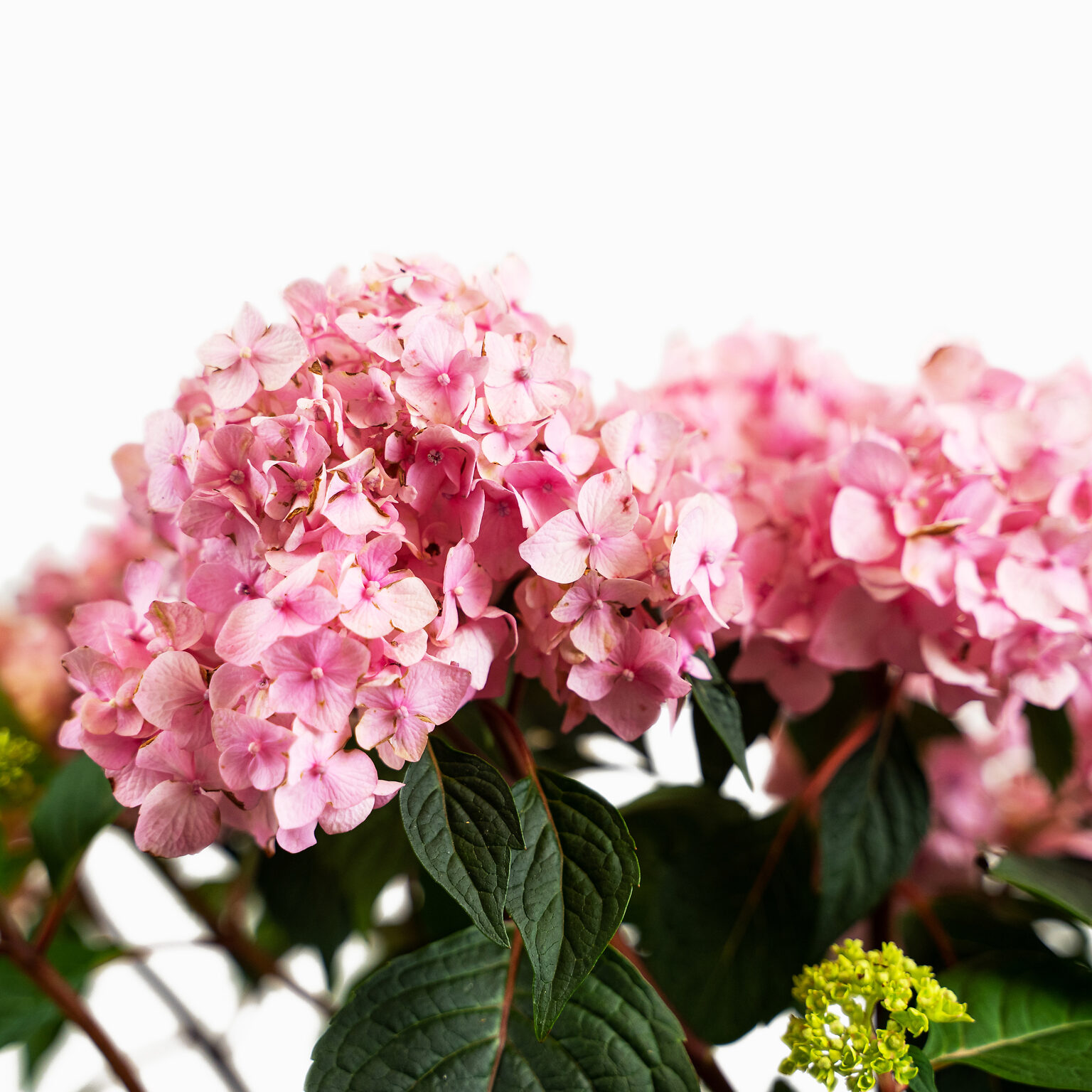 Bloomstruck Hydrangeas For Sale Online The Tree Center