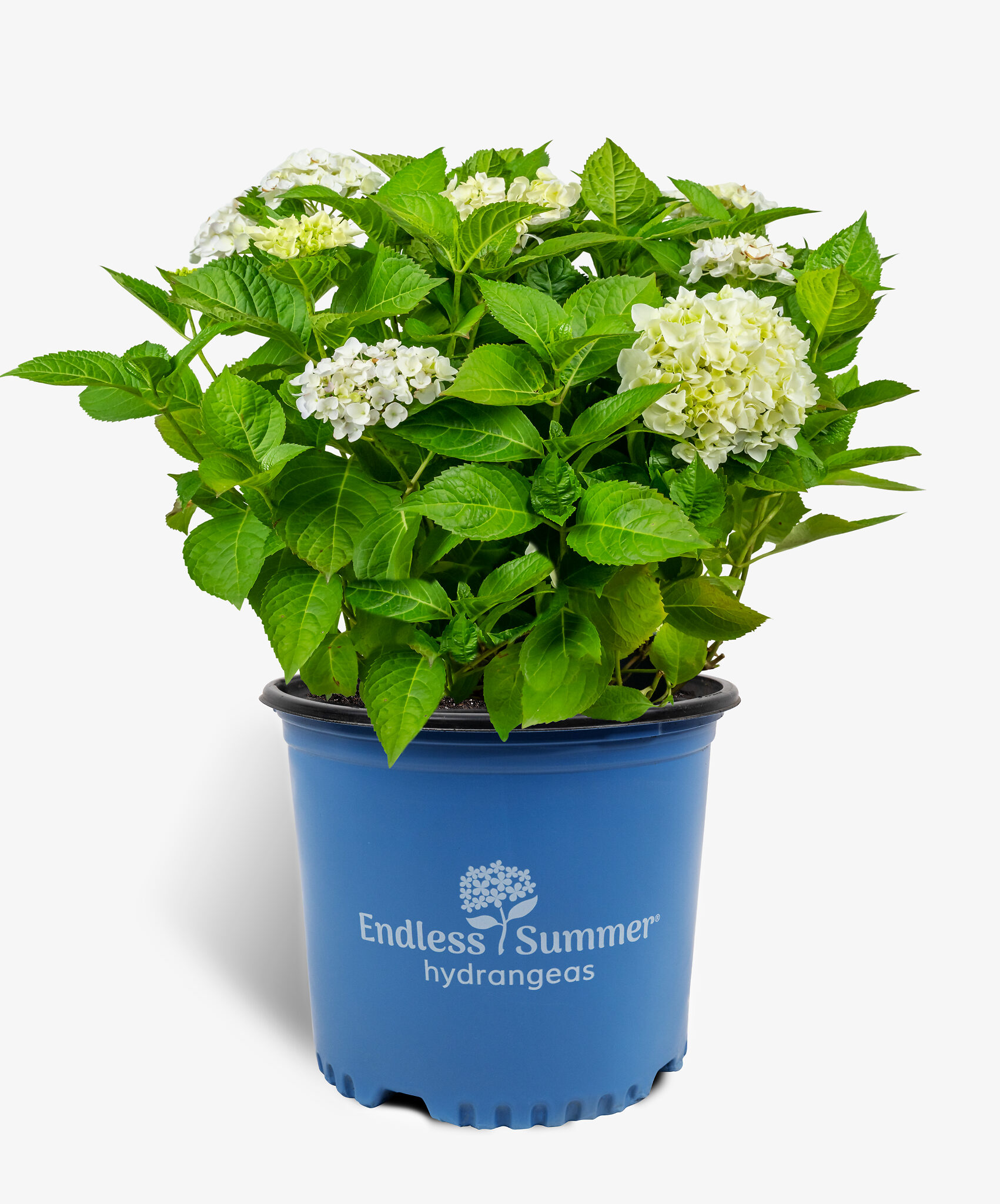 Blushing Bride Hydrangeas For Sale The Tree Center