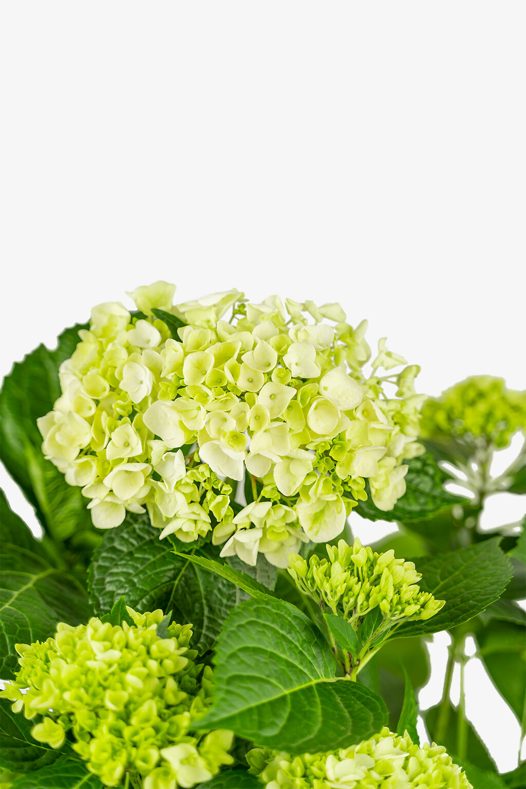 Blushing Bride Hydrangeas For Sale The Tree Center