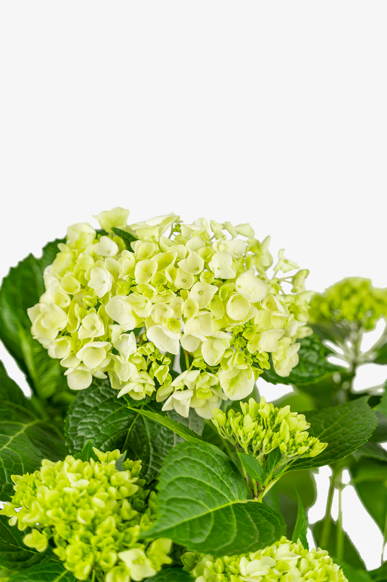 Blushing Bride Hydrangeas For Sale The Tree Center