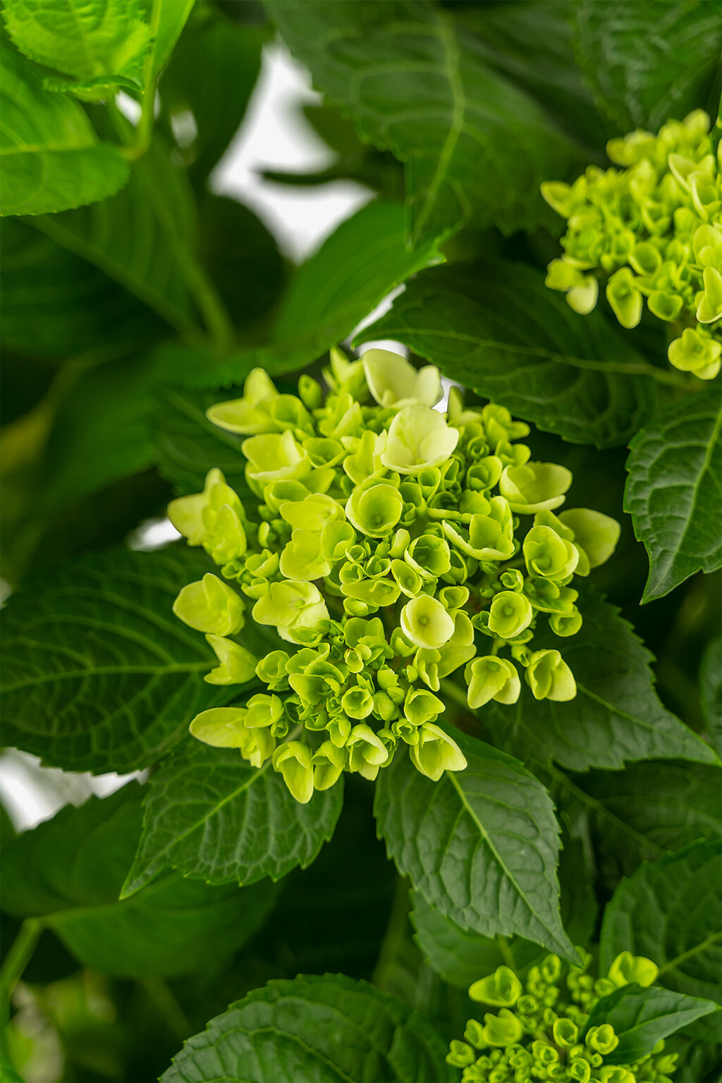 Blushing Bride Hydrangeas For Sale The Tree Center