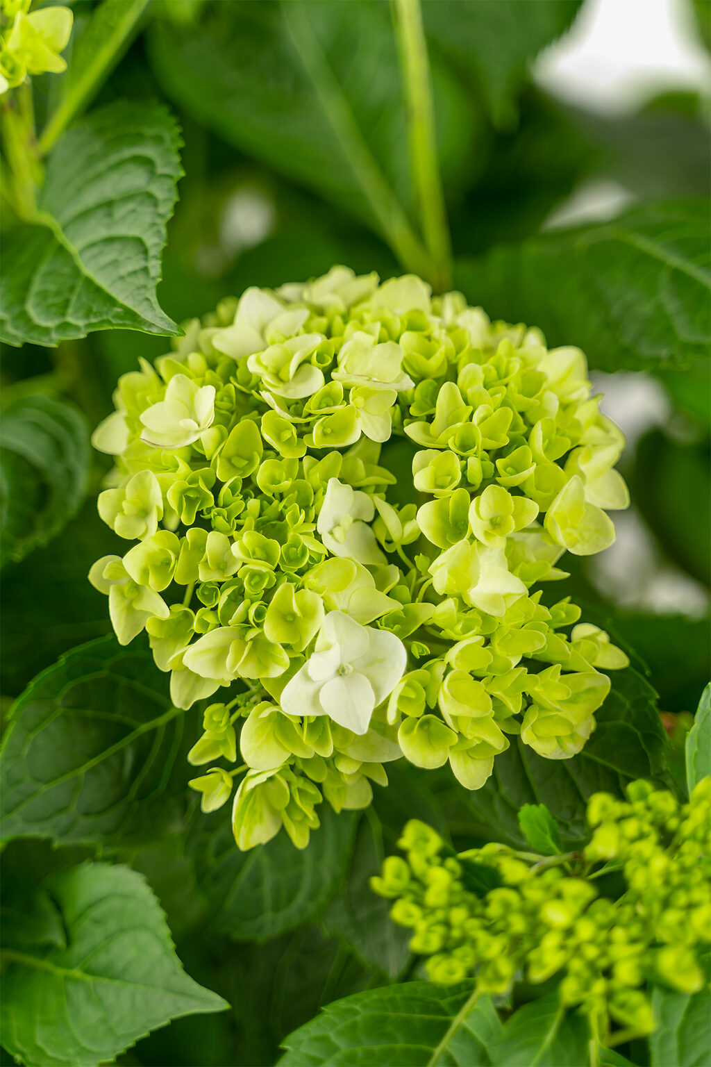 Blushing Bride Hydrangeas For Sale The Tree Center