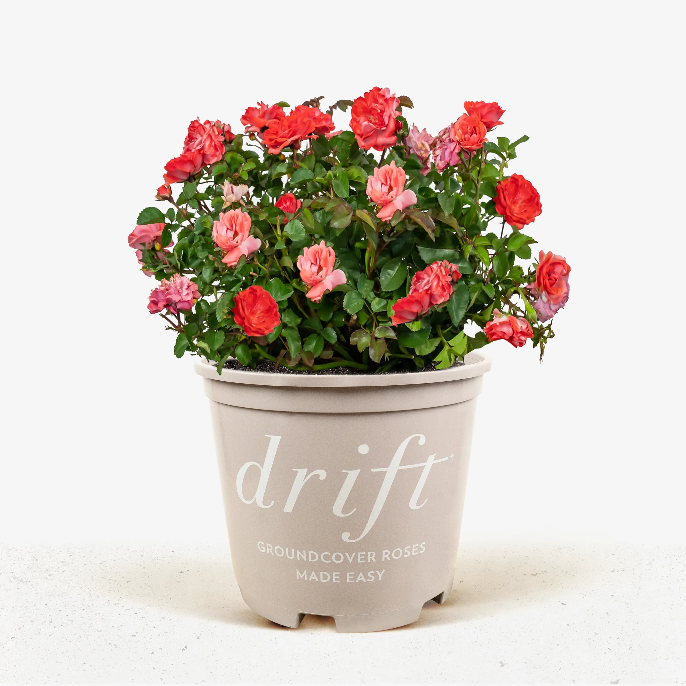 Coral Drift® Rose Bushes For Sale