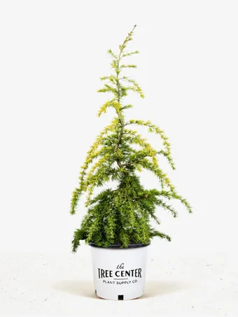 Golden Deodar Cedar