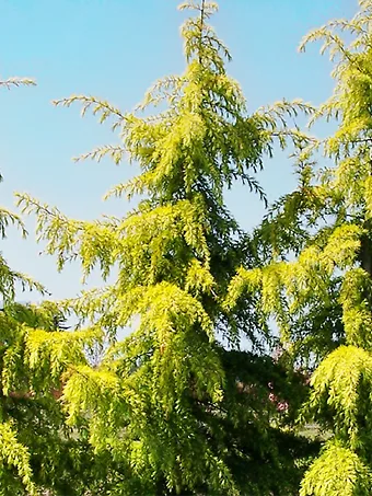 Golden Deodar Cedar