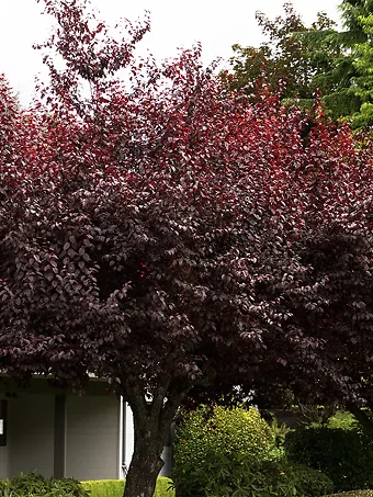 Krauter Vesuvius Purple Leaf Plum Tree