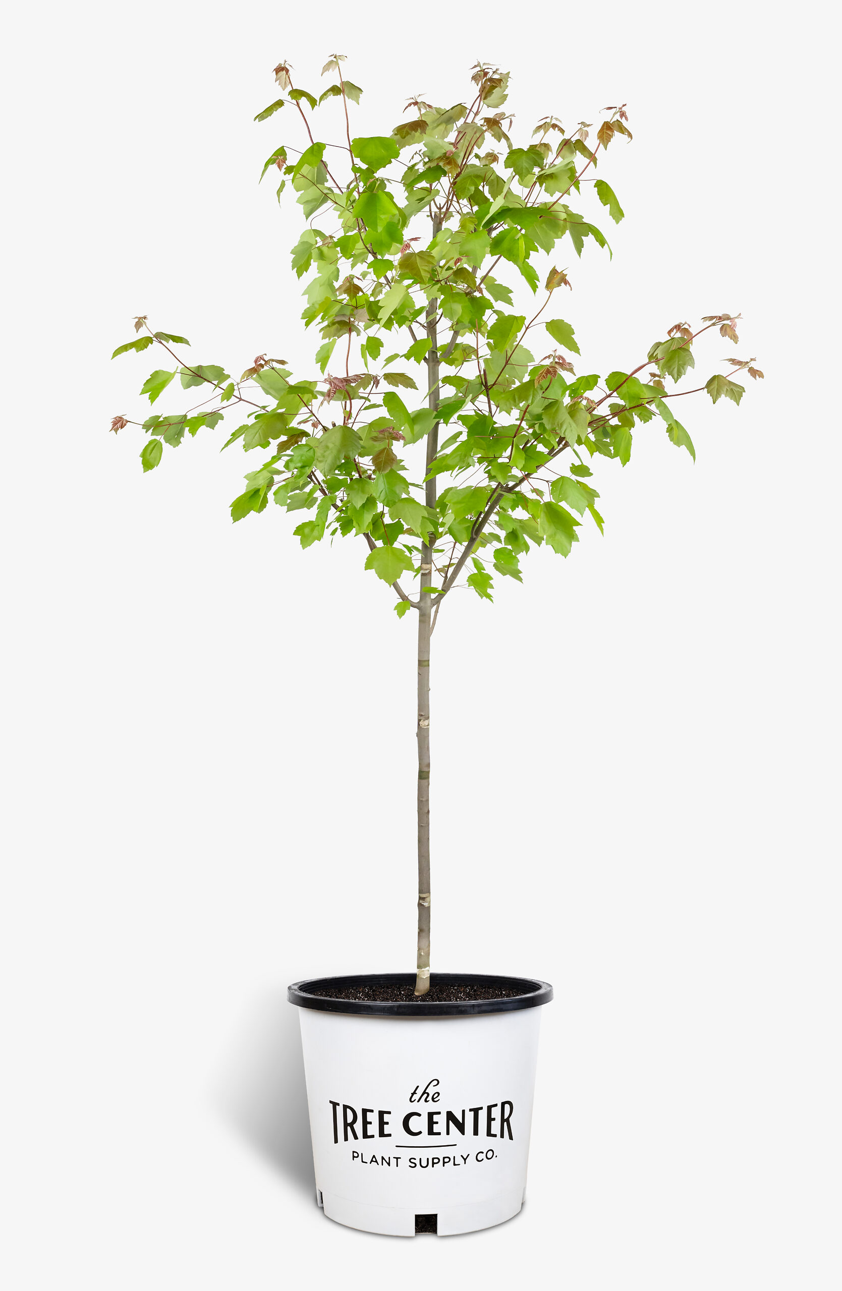 Summer Red Maple Trees For Sale The Tree Center