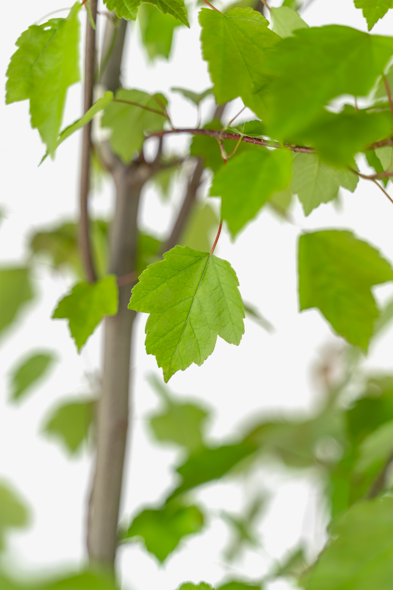 Summer Red Maple Trees For Sale The Tree Center summer-red-maple-trees-for-sale-the-tree-center