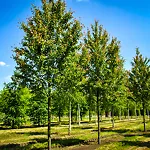 maple trees in summer