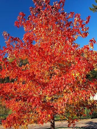 Summer Red Maple