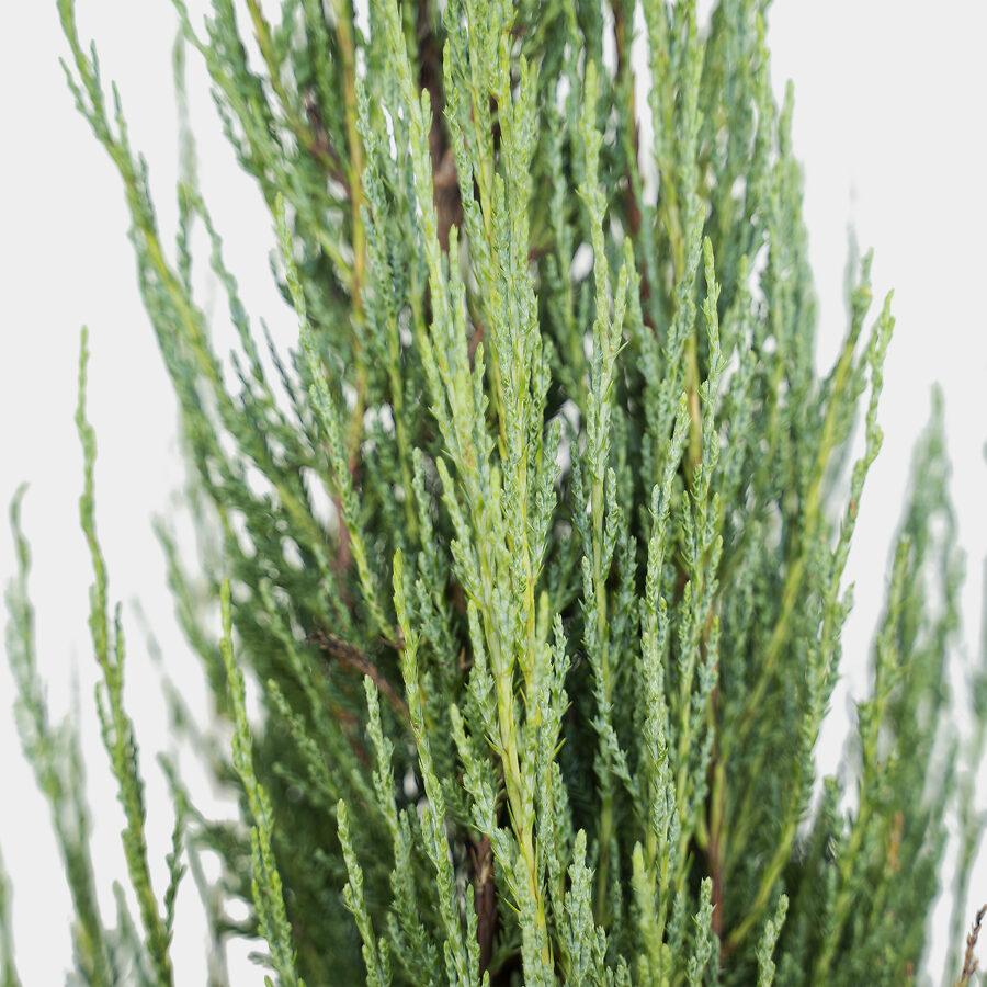 Buy blue arrow juniper trees online the tree center