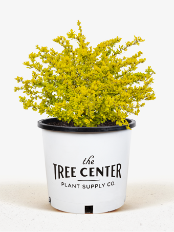 Bonanza Gold Barberry