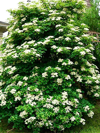 Climbing Hydrangea